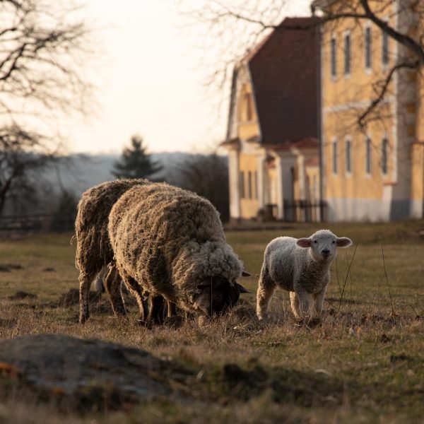 sheep-lamb-mammal-5566602.jpg